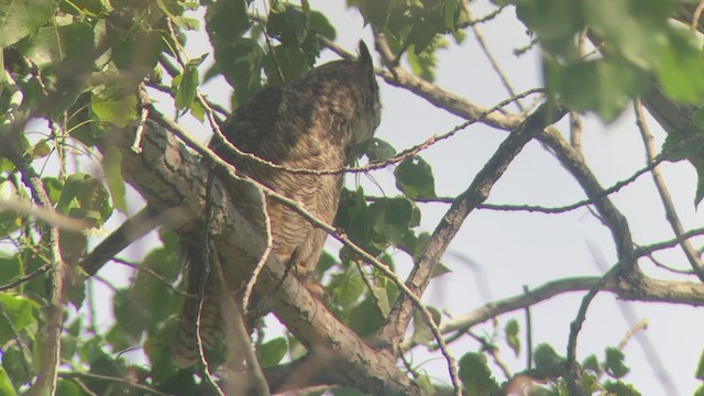 Great Horned Owl - ML340244961