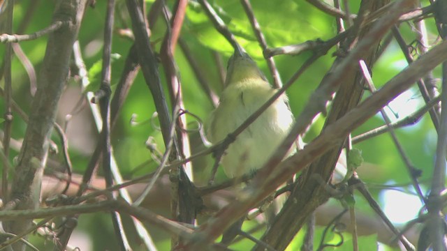 Vireo de Filadelfia - ML340245611