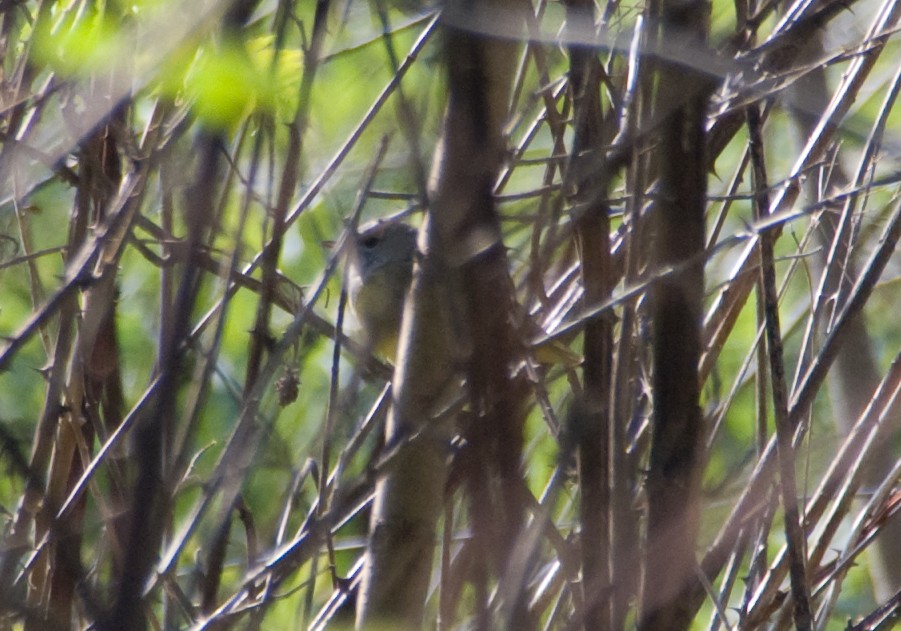 Mourning Warbler - ML34024891