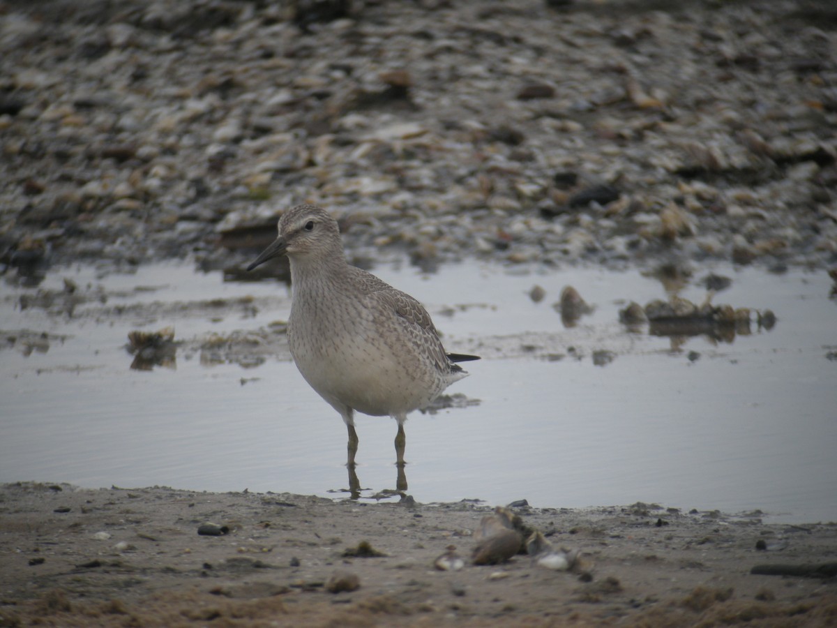 Red Knot - ML34024971