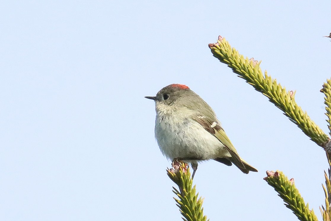 Ruby-crowned Kinglet - Glenn Mitchell