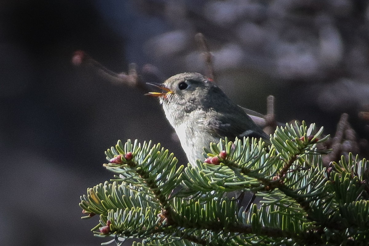 Ruby-crowned Kinglet - ML340250781