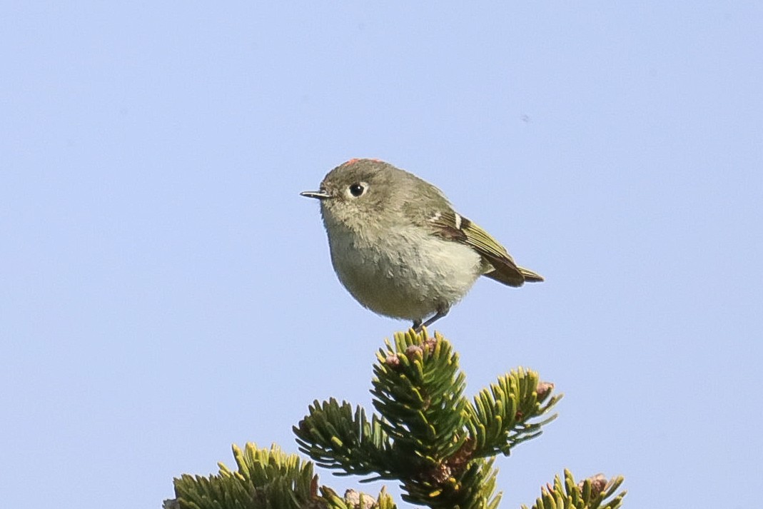 Ruby-crowned Kinglet - ML340250791