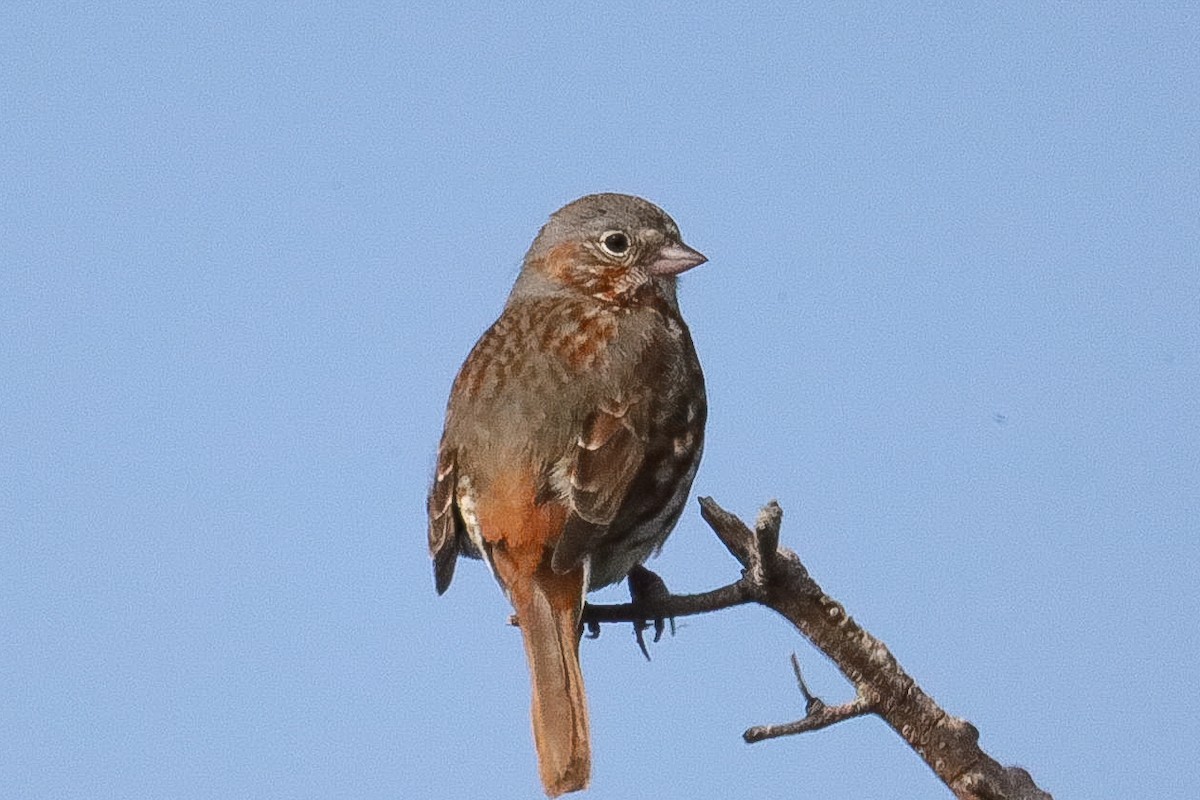 Fox Sparrow (Red) - ML340251031