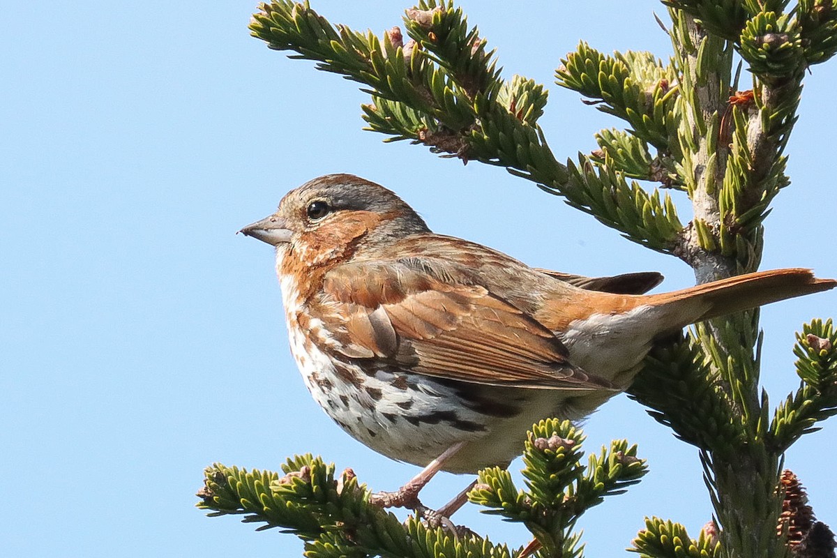 Fox Sparrow (Red) - ML340251051