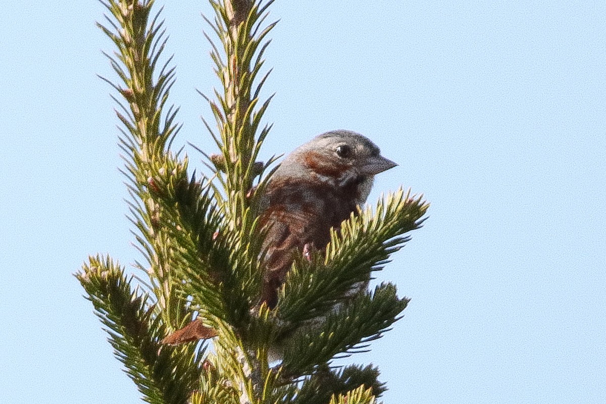 Fox Sparrow (Red) - ML340251061