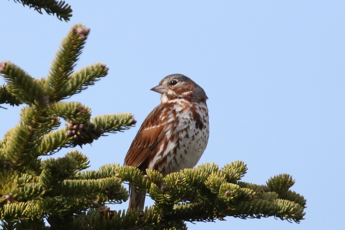 Fox Sparrow (Red) - ML340251071