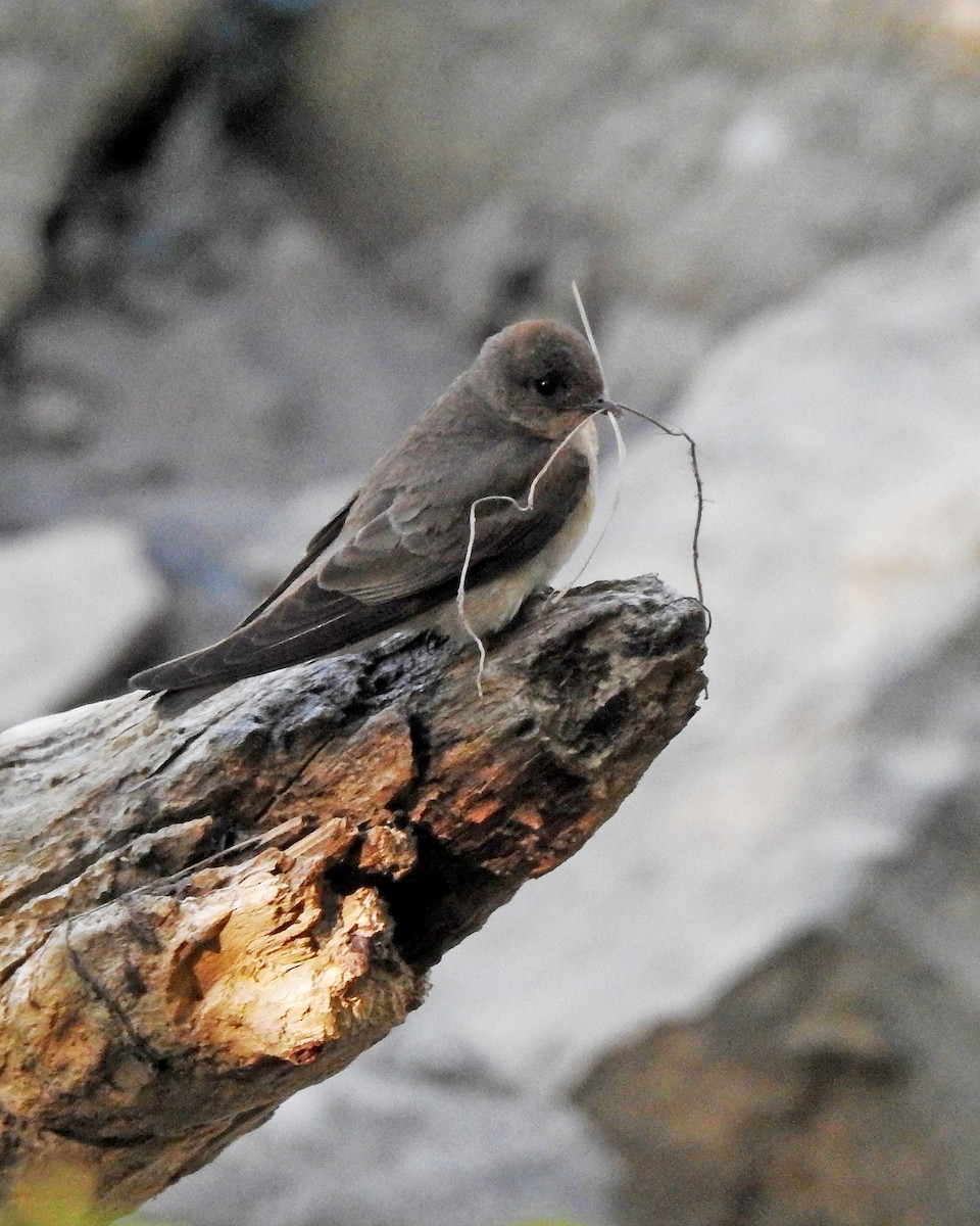 Northern Rough-winged Swallow - Karen Zeleznik