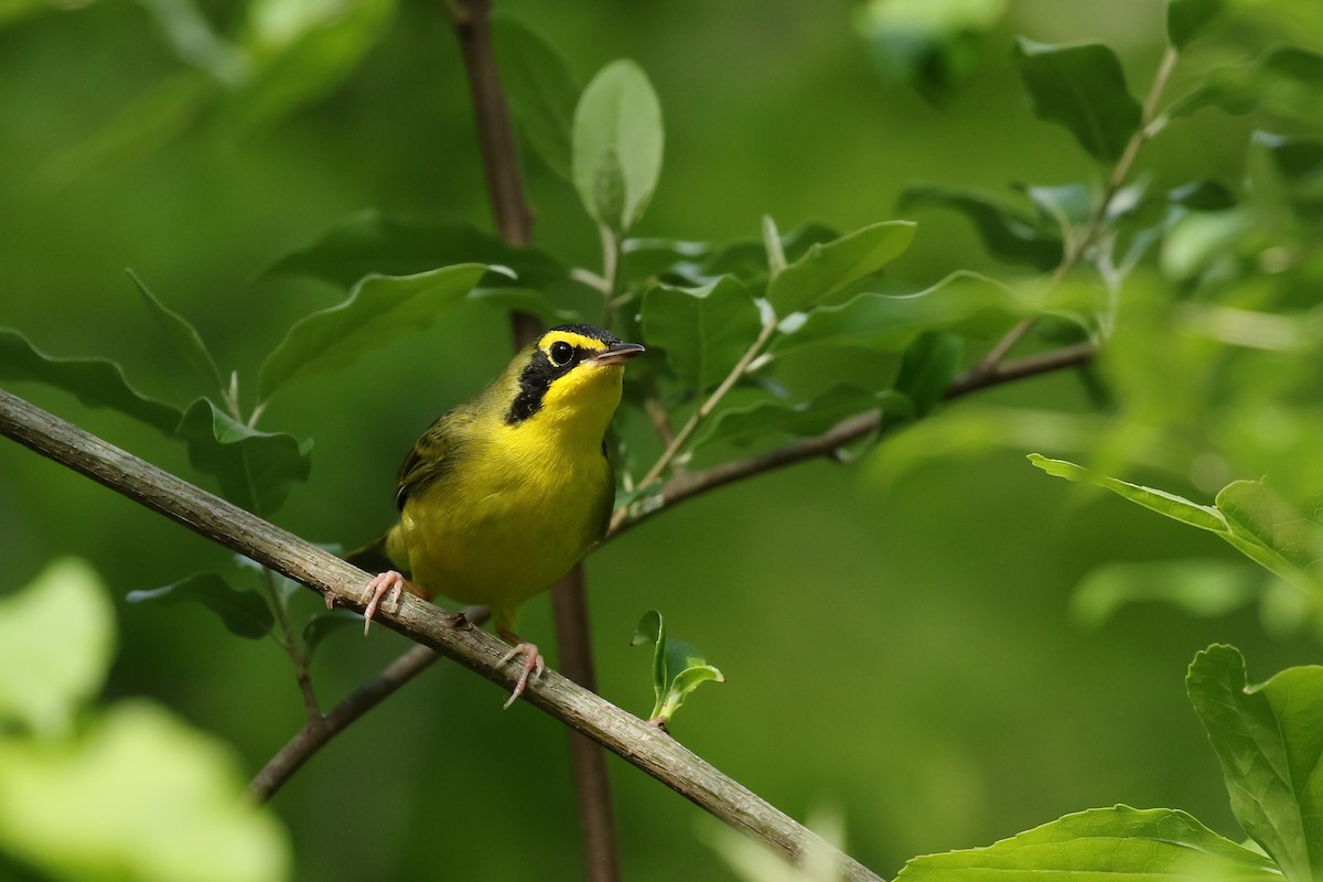 Kentucky Warbler - Kojo Baidoo
