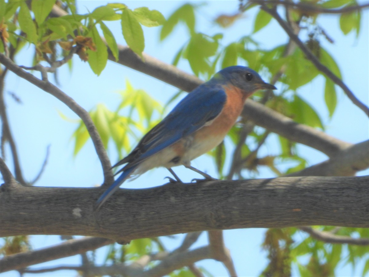 Eastern Bluebird - ML340257251