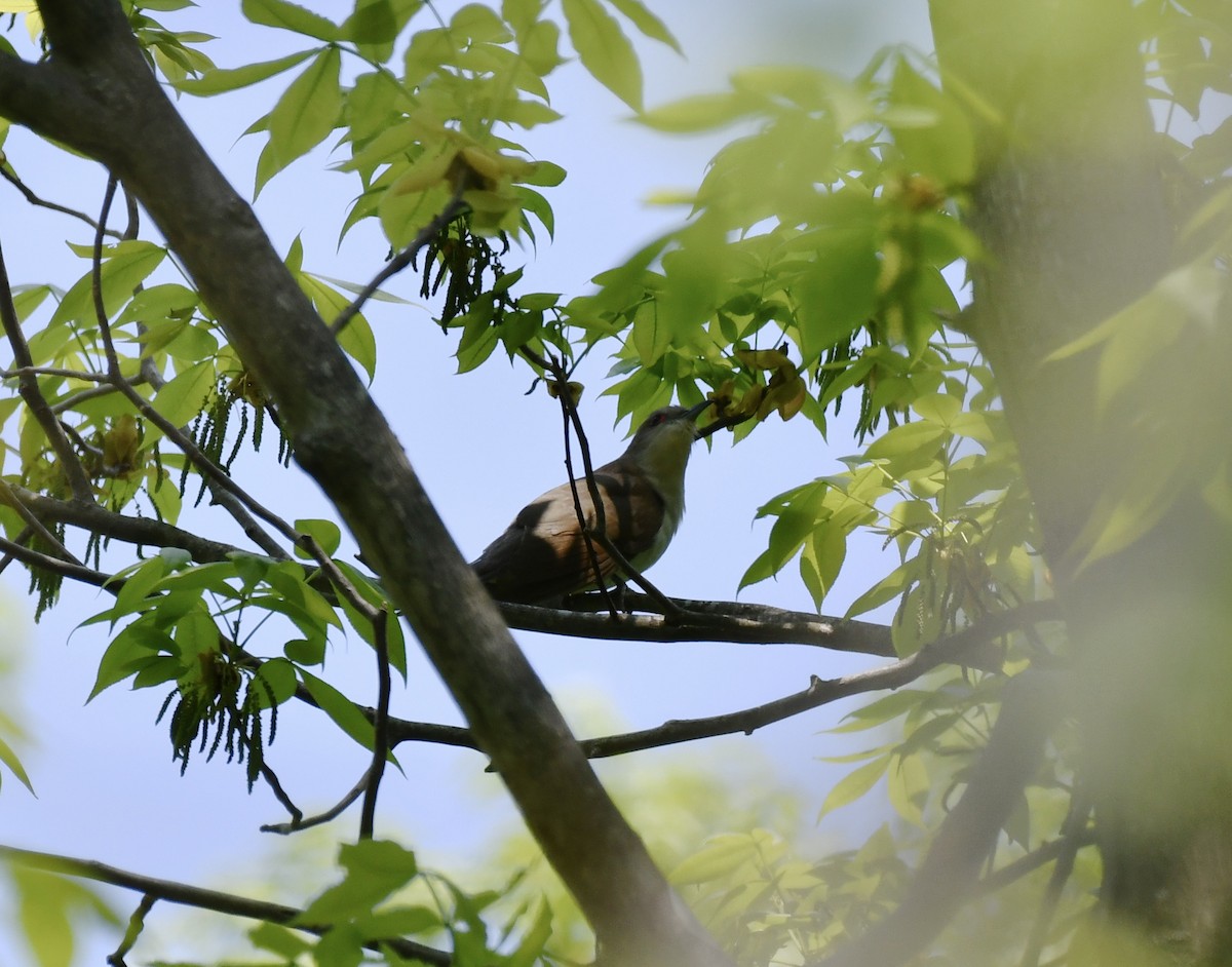 Black-billed Cuckoo - ML340257281