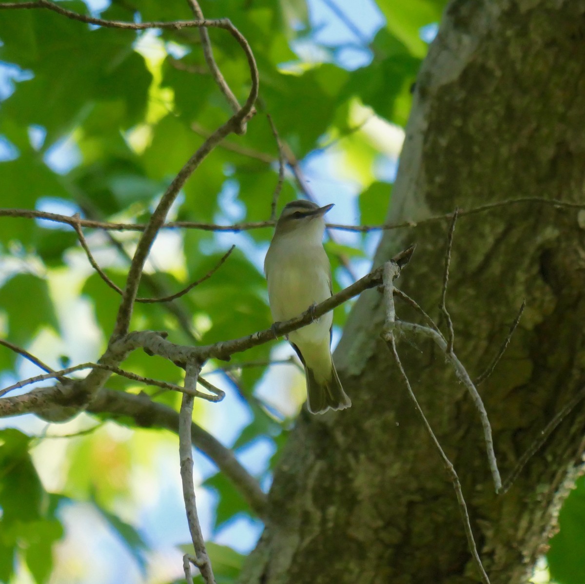 Red-eyed Vireo - ML340257611