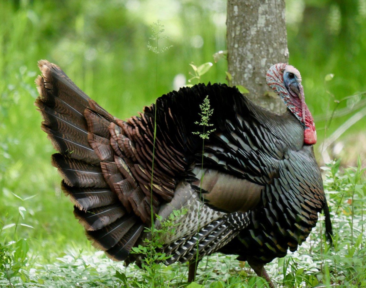 Wild Turkey - ML340257771