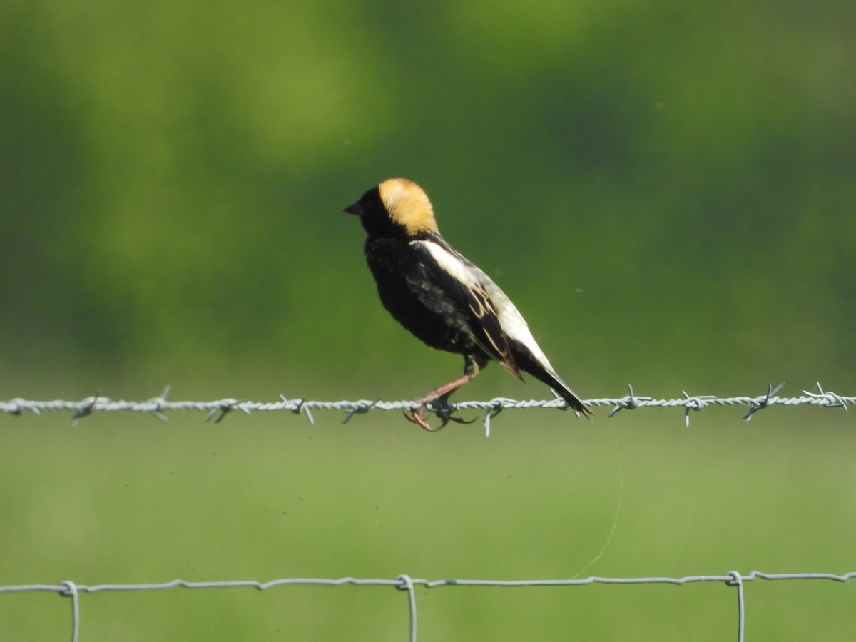 bobolink americký - ML340257821