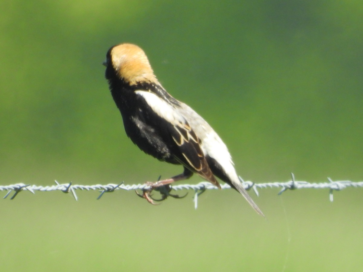 bobolink americký - ML340258141