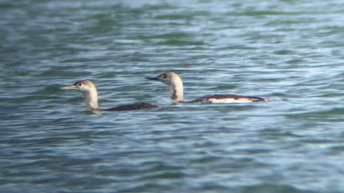 Red-throated Loon - ML340258321