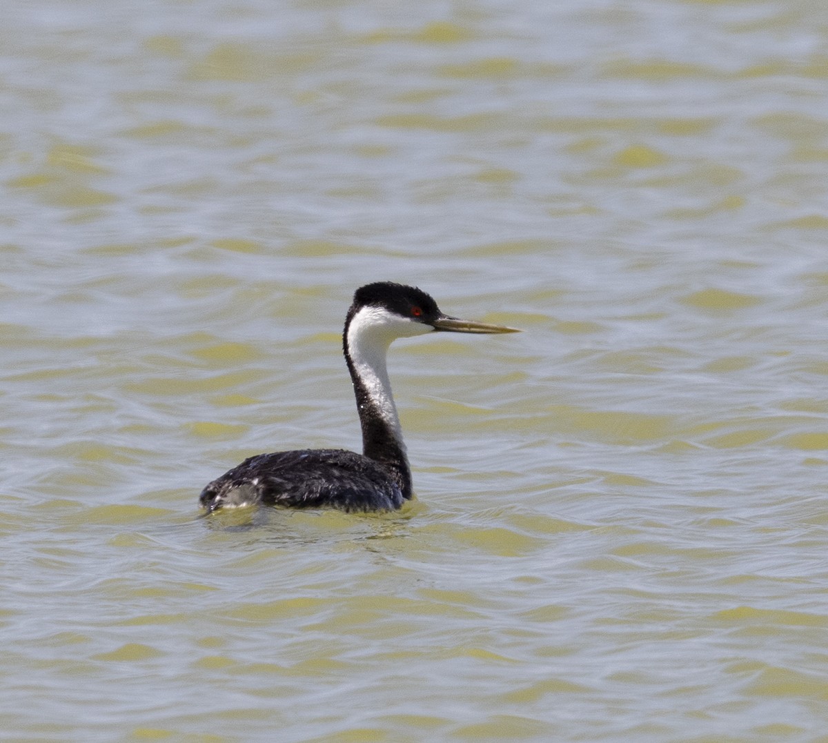 Western Grebe - Gary Woods