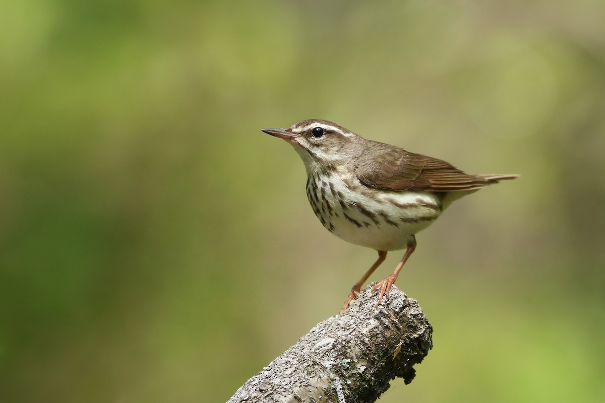 Louisiana Waterthrush - ML340261091