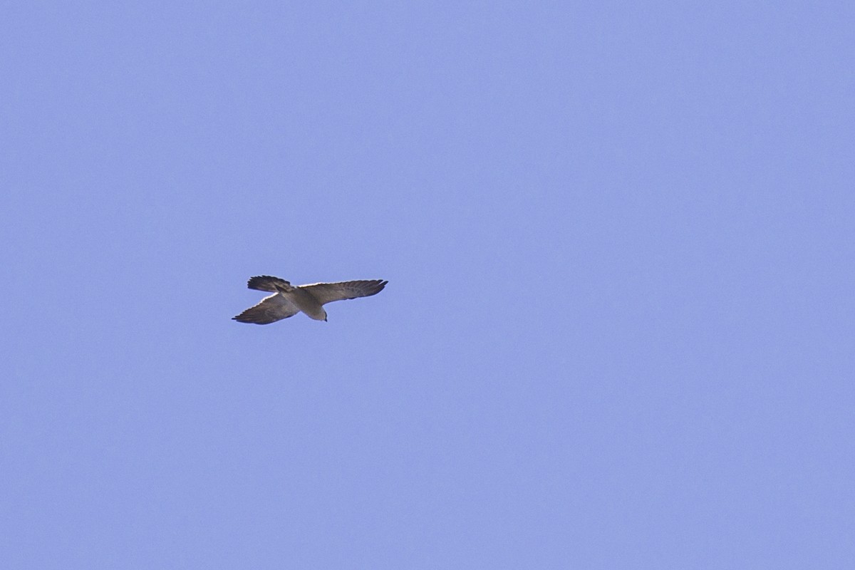 Mississippi Kite - ML340263321