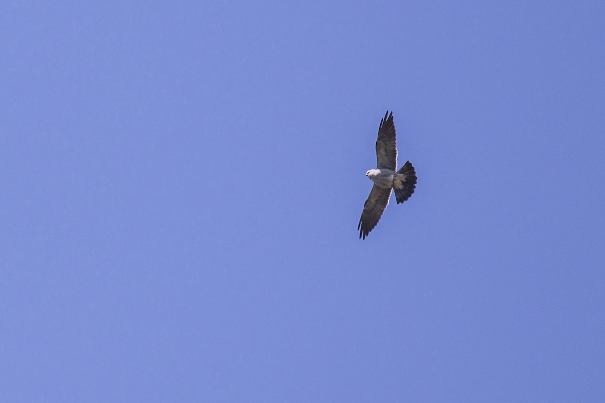 Mississippi Kite - Simon Lane