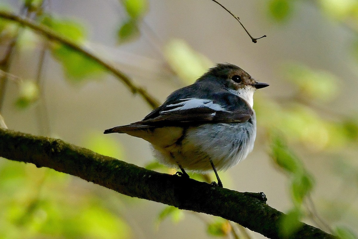 European Pied Flycatcher - ML340263801