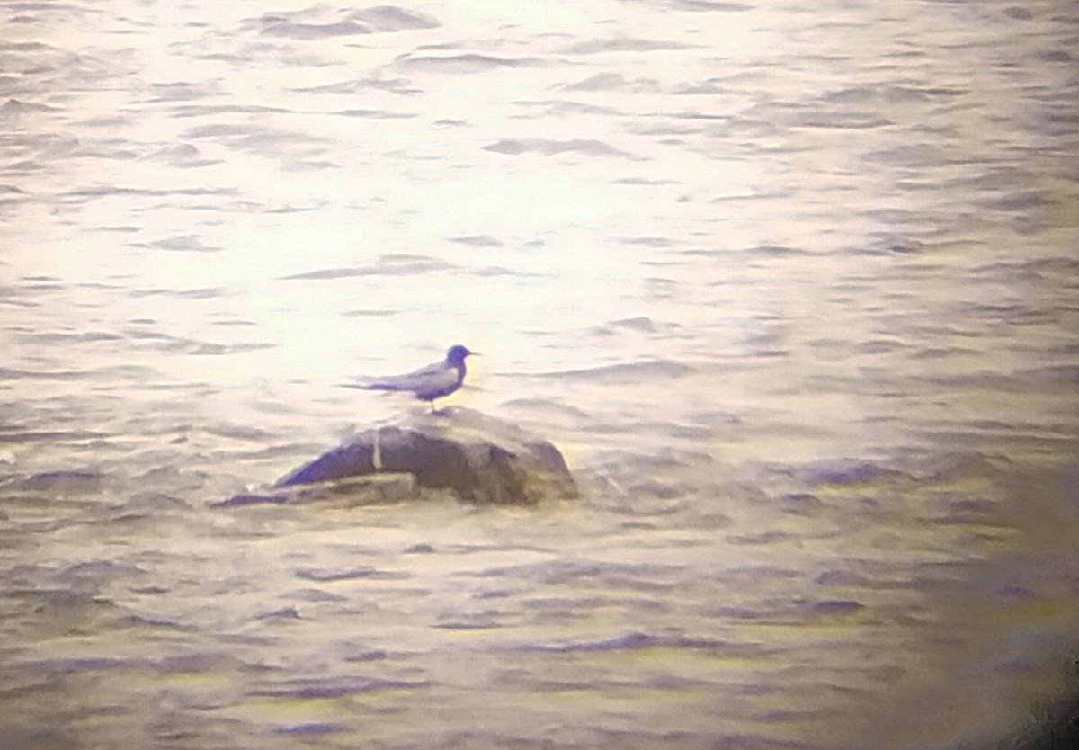 Black Tern - ML340263881