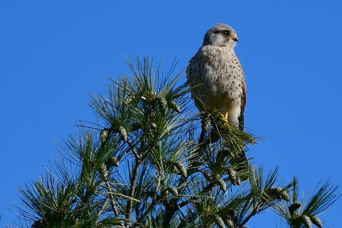Eurasian Kestrel - ML340264531