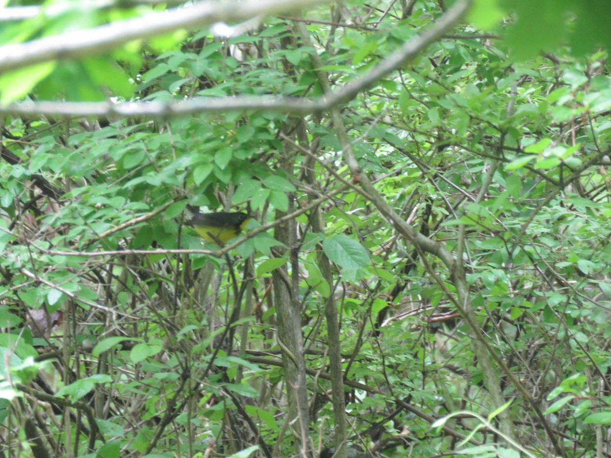 Canada Warbler - ML340265871