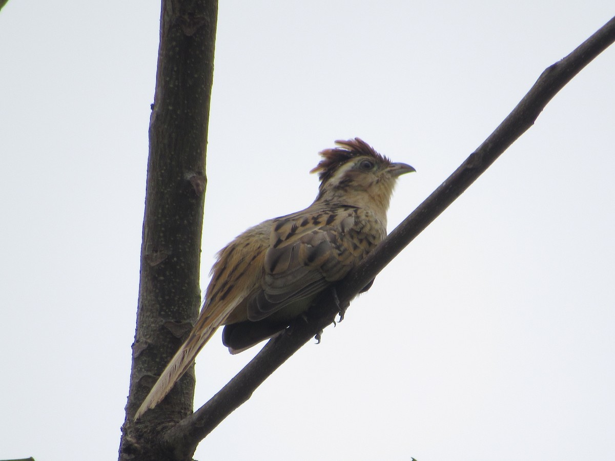 Striped Cuckoo - ML340270101