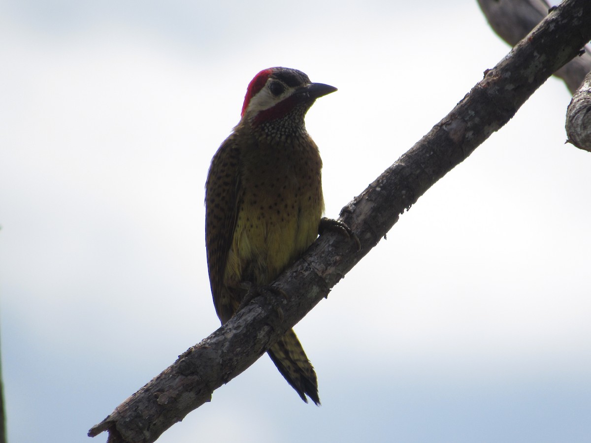 Spot-breasted Woodpecker - ML340270371