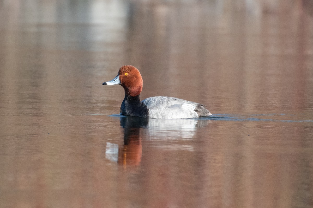 Redhead - ML340270481