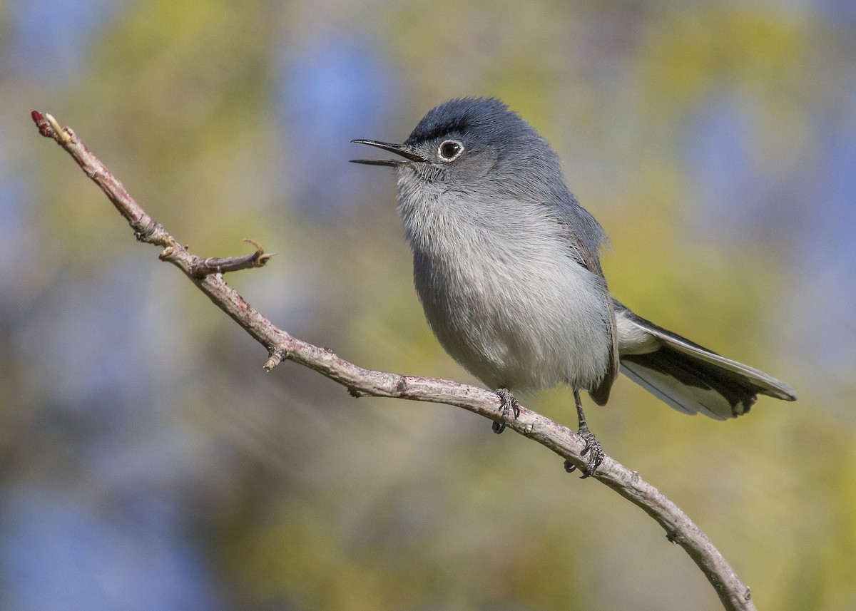 Blue-gray Gnatcatcher (obscura Group) - ML340273351
