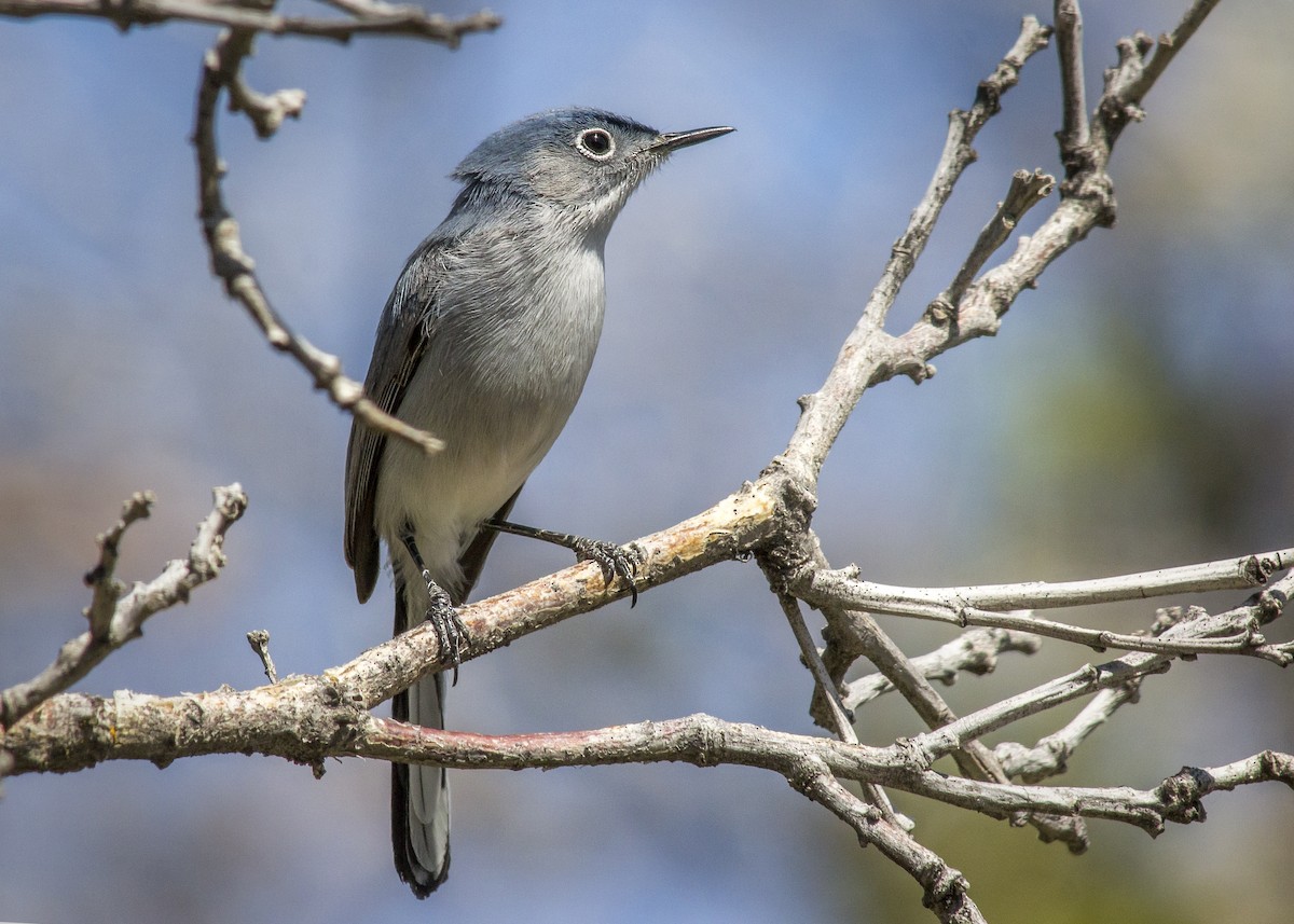 Blue-gray Gnatcatcher (obscura Group) - ML340273371