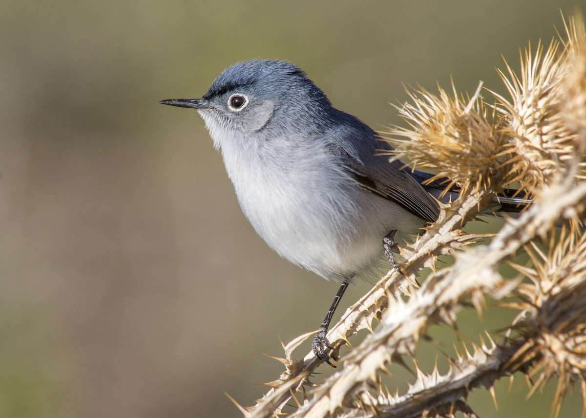 Blue-gray Gnatcatcher (obscura Group) - ML340273961