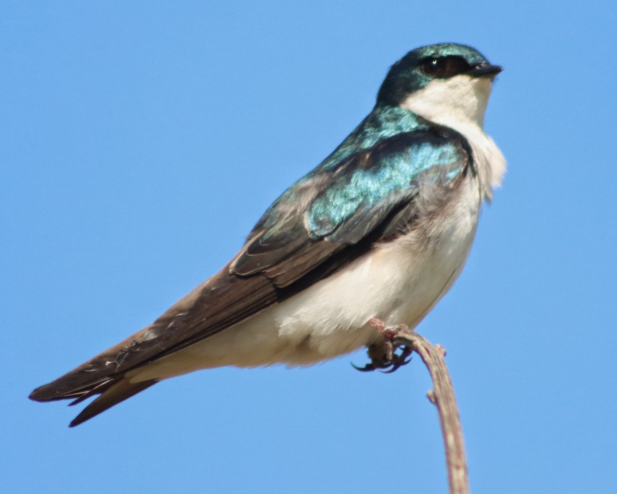 Tree Swallow - ML340273971