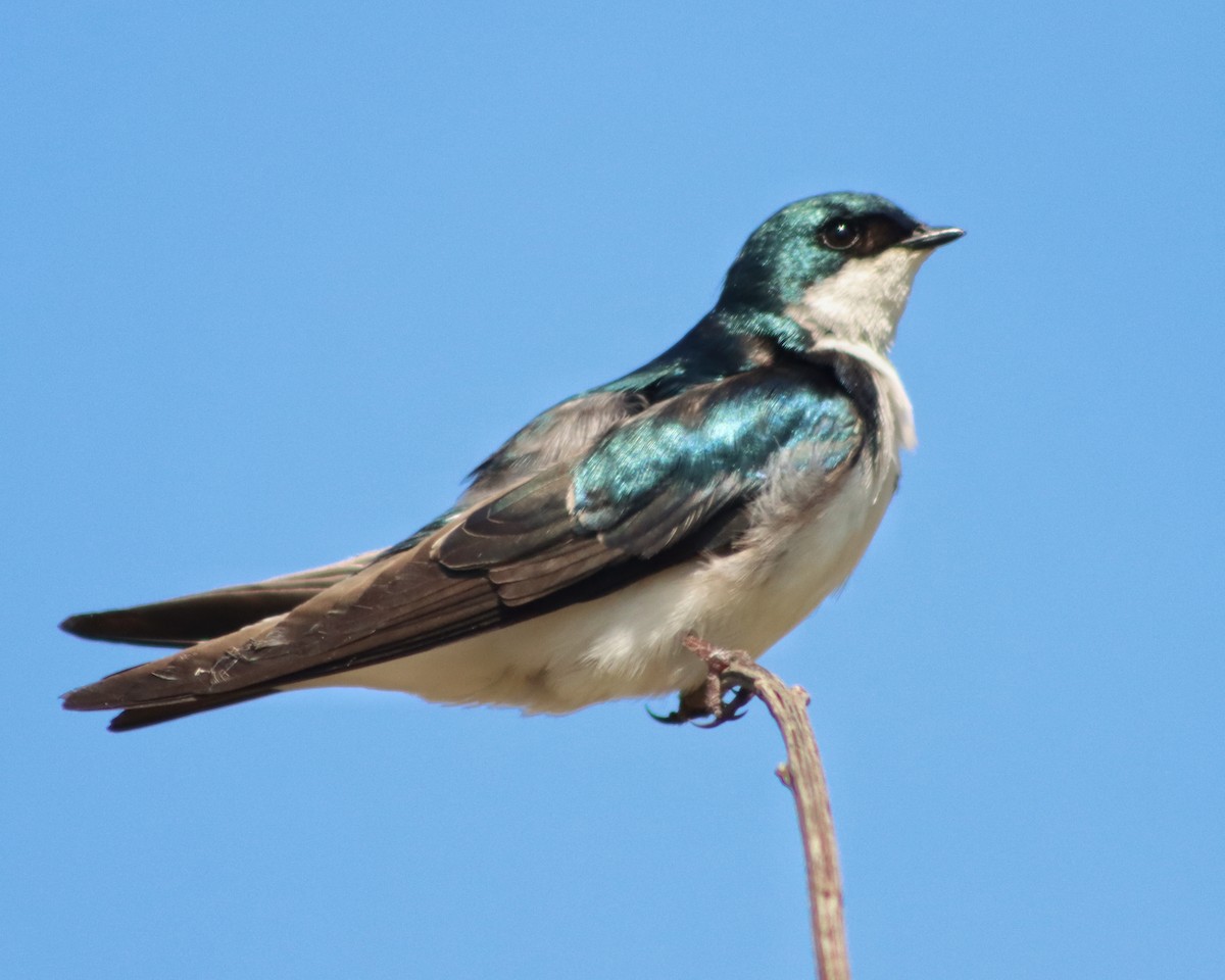 Tree Swallow - ML340273991