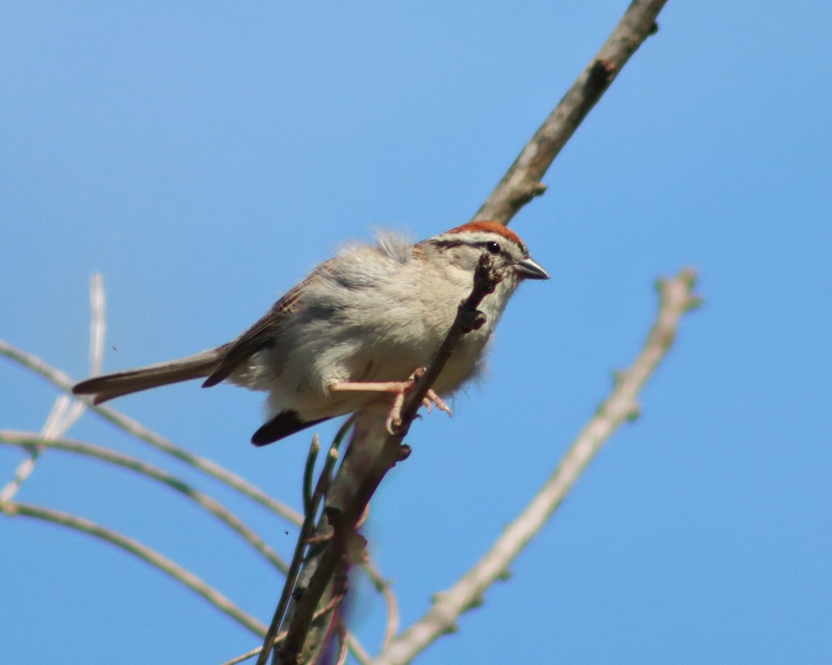 Chipping Sparrow - ML340274101