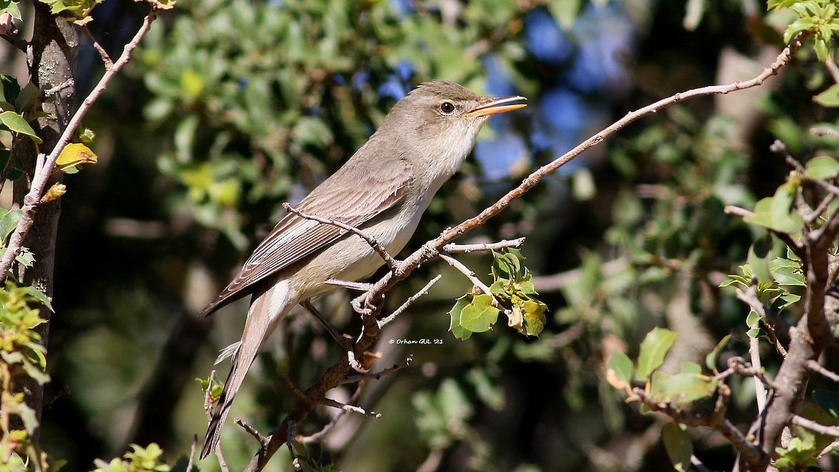 Olive-tree Warbler - Orhan Gül