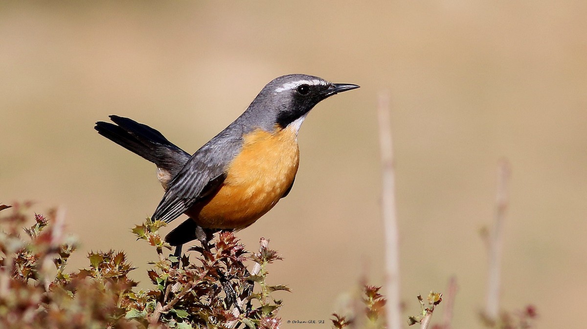 White-throated Robin - Orhan Gül
