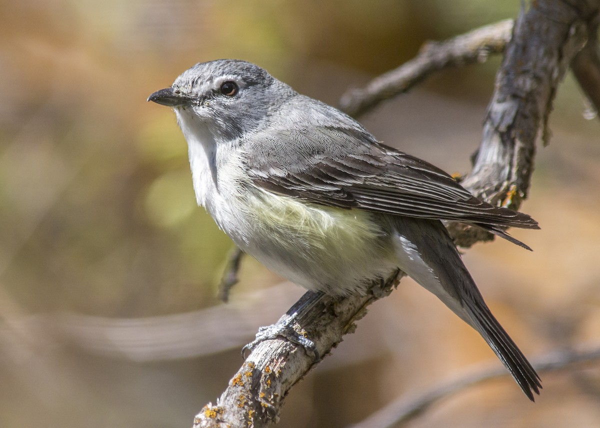 Plumbeous Vireo - Matthew Pendleton