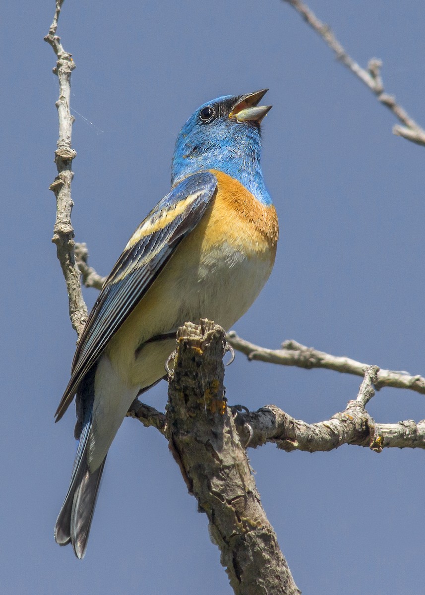 Lazuli Bunting - ML340275311