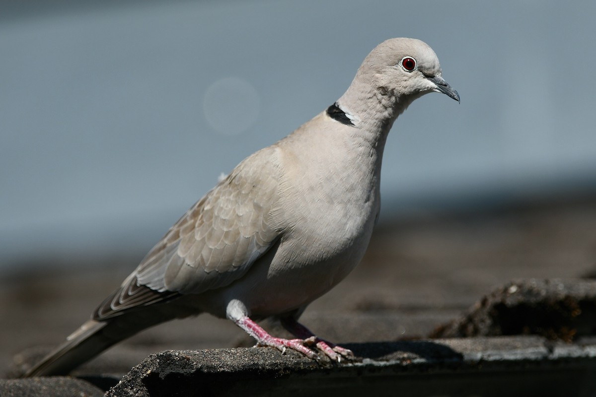 Eurasian Collared-Dove - ML340275351
