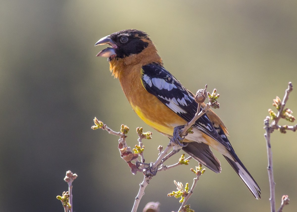 Black-headed Grosbeak - Matthew Pendleton