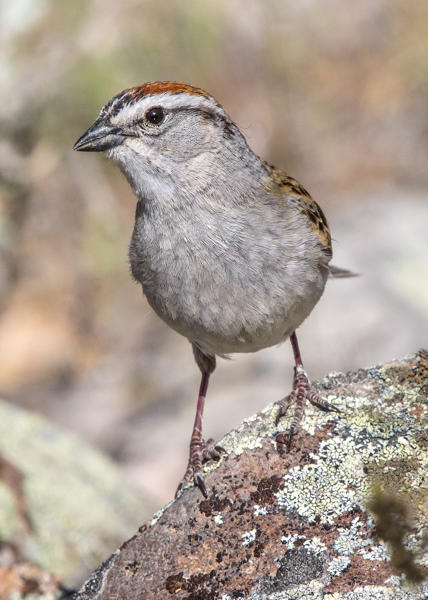 Chipping Sparrow - Matthew Pendleton