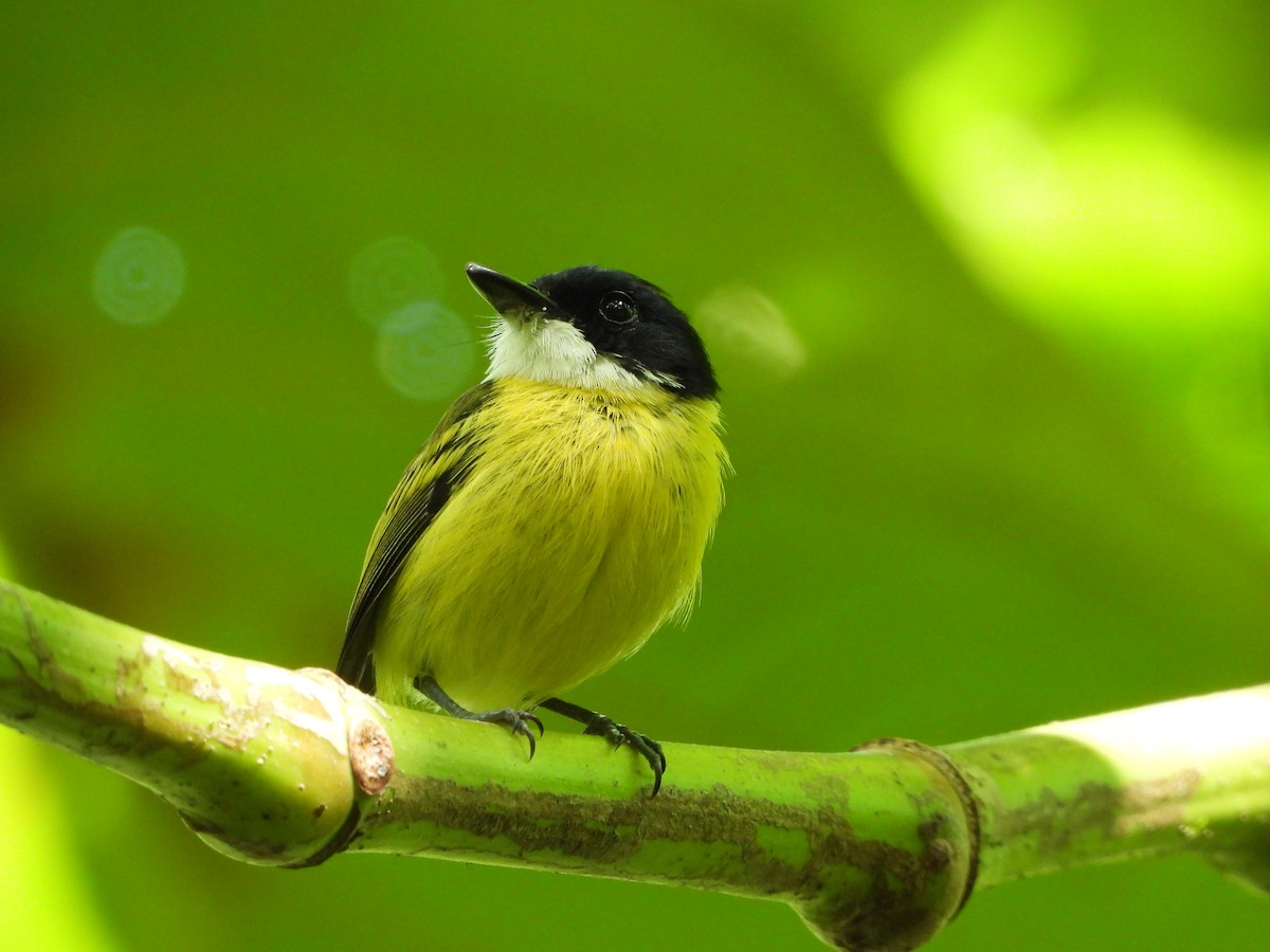 Black-headed Tody-Flycatcher - Jessy Lopez Herra