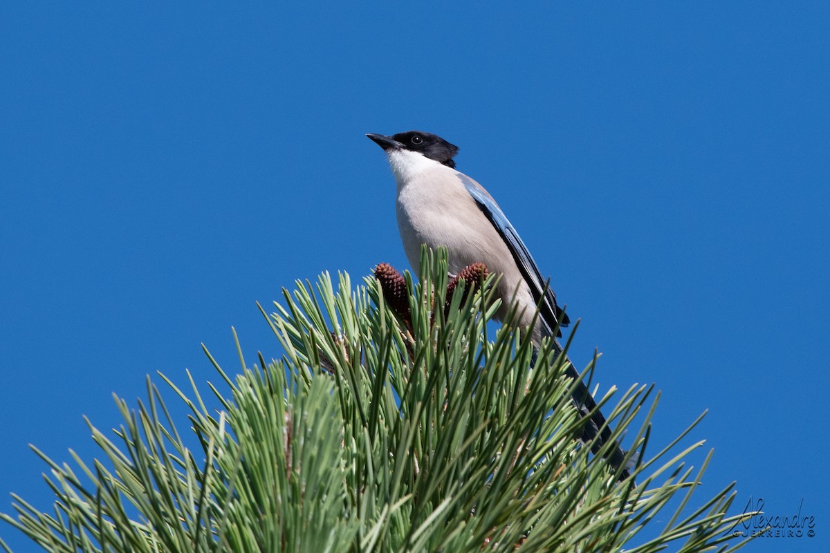 Iberian Magpie - Alexandre Guerreiro