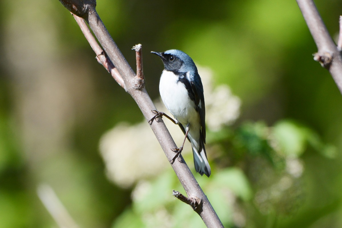 Black-throated Blue Warbler - ML340277621