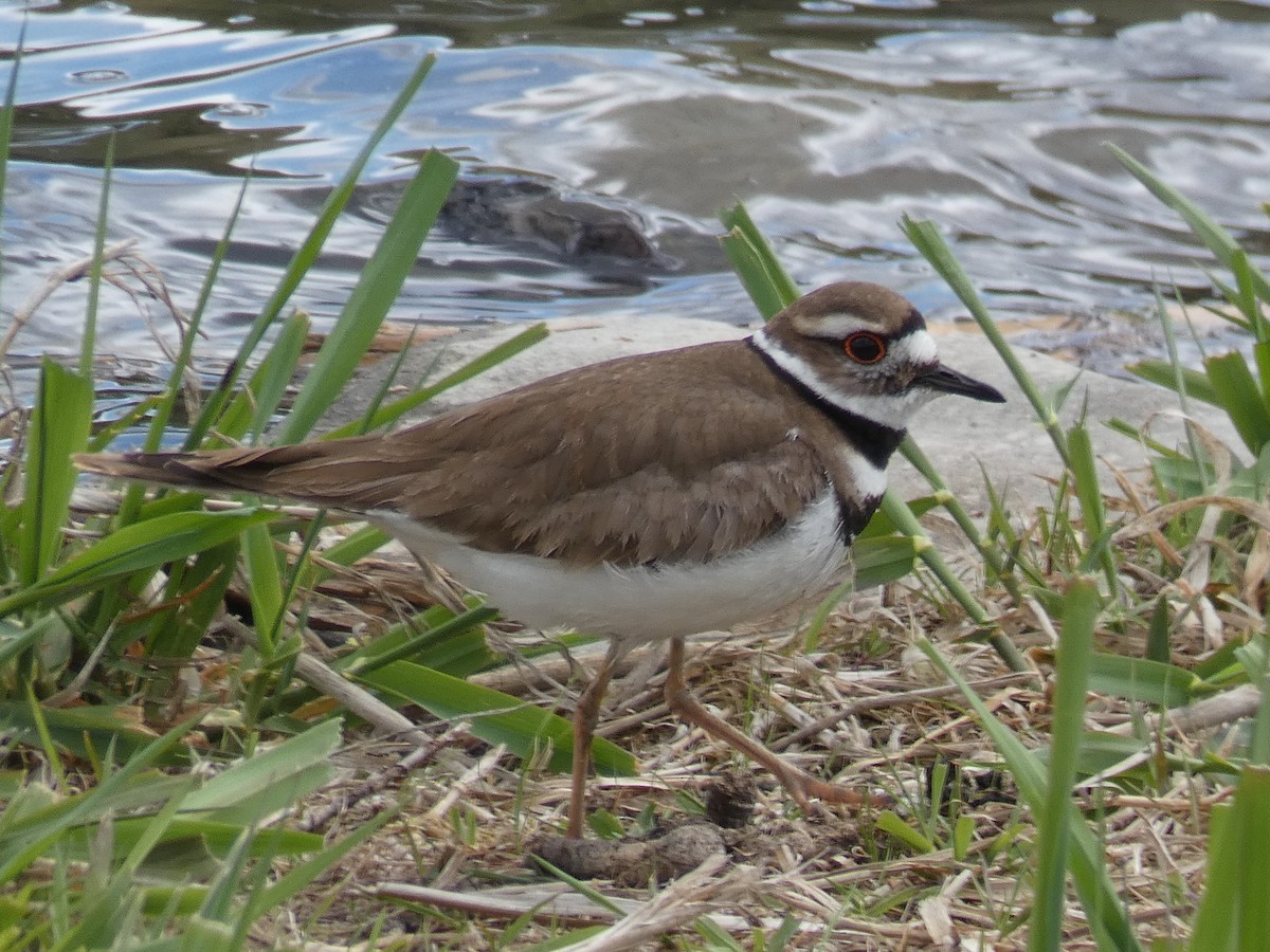 Killdeer - ML340278081