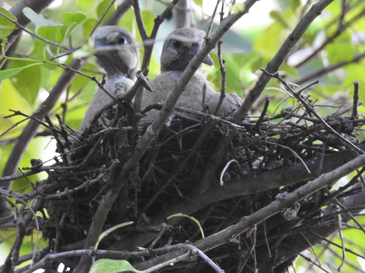 Eurasian Collared-Dove - Erika Gates