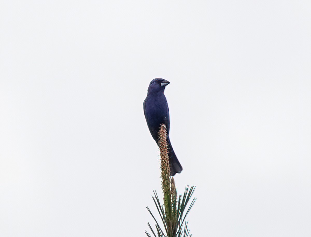 Blue Grosbeak - ML340280131